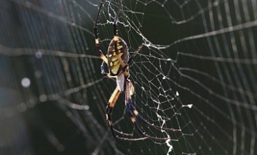 Ученые раскрыли, почему люди боятся пауков