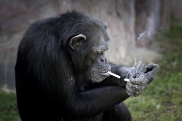 Ученые доказали, что у шимпанзе есть личность