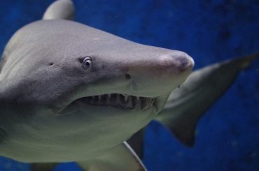 Раскрыто массовое самоубийство акул – их мозг поедало нечто, проникавшее через ноздри