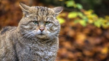 В Беларуси впервые за 90 лет сфотографировали лесного кота