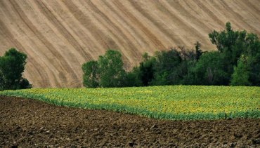 Украина стала лидером в Европе по объему сельхозземель