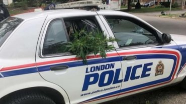 Канадские полицейские помогли вернуть украденные кусты конопли