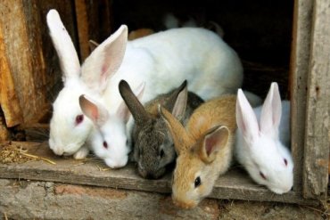 Кролики могут помочь в разгадке тайны женского оргазма