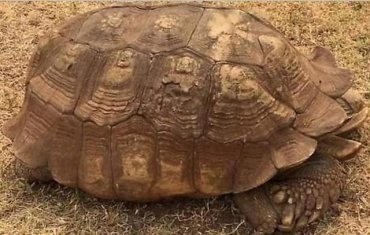 Умерла самая древняя черепаха Африки