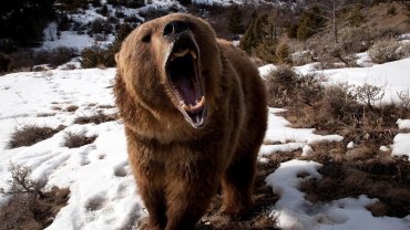 В России медведь убил бывшего депутата Якутии