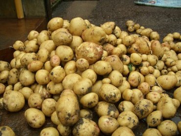 Украинский картофель стал самым дорогим в мире – эксперт