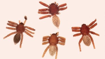 Биолог назвала новые виды пауков в честь участников Iron Maiden и Scorpions