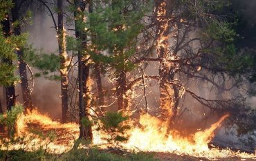 В Украине сохраняется высокий уровень пожарной опасности