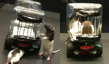 Американские ученые научили крыс водить мини-автомобили