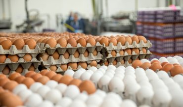 Впервые в своей истории Украина импортировала яйца из Беларуси