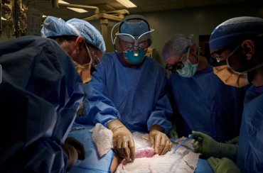 Хирурги США впервые пересадили человеку почку генно-модифицированной свиньи. Фото
