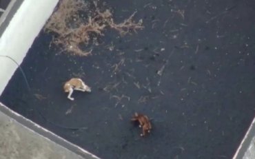 На Канарах три собаки оказались в ловушке из вулканической лавы: их попробуют спасти дронами. Видео