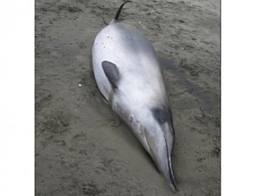 В Новой Зеландии нашли лопатозубых китов