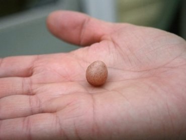 Орнитологи обнаружили у яиц способности к обучению