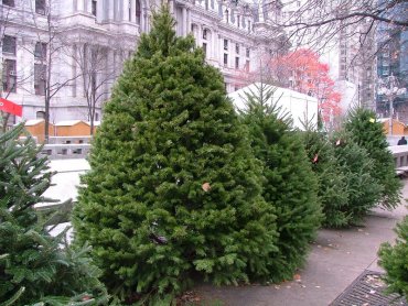В американском колледже запретили продавать елки с употреблением слова «Рождество»