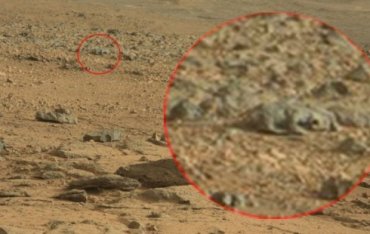 На Марсе опять обнаружили ящерицу