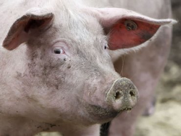Ученые объяснили, почему свиньи становятся оптимистами
