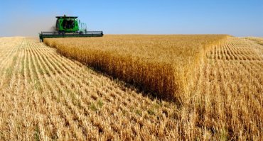 В Украине подорожает хлеб, несмотря на рекордный урожай