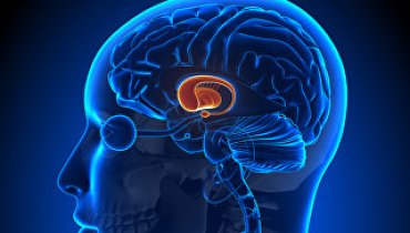 Ученые опровергли миф о рекордной «прожорливости» мозга человека