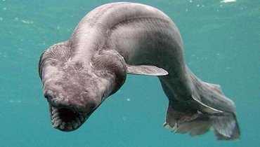 Ученые поймали доисторическую акулу-монстра у берегов Португалии