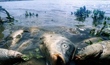 Уже четвертый месяц никто не может объяснить, почему в водохранилище погибло рыбы на треть миллиарда гривен