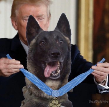 Трамп опубликовал коллаж с собакой, участвовавшей в операции против лидера ИГ