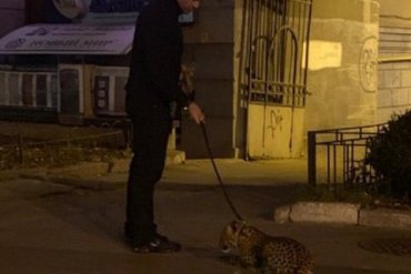 Житель Киева выгуливал леопарда на поводке