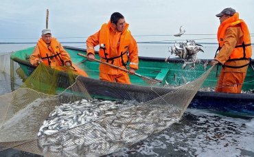 Россия и Украина договорились о квотах на вылов рыбы в Азовском море