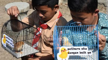 Индонезийским школьникам выдают на воспитание цыплят
