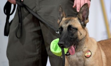 В Австрии военных собак обучают определять людей с коронавирусом