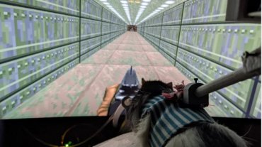 Нейроинженер из США научил крыс играть в Doom II