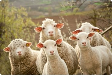 Овцы обеспечат британским фермерам высокоскоростной доступ в интернет