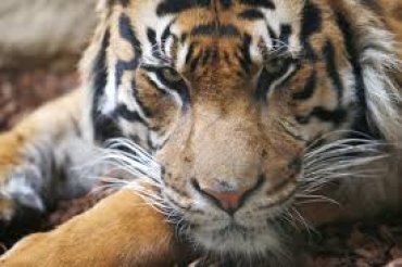 Китайца, который съел трех тигров, посадили на 13 лет