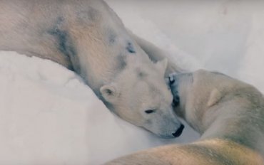 В Калифорнии белые медведи обрадовались снегу