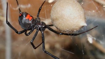 «Дождь» из смертельных пауков прошел в Австралии: жуткое фото