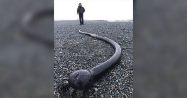 Жители Чукотки страдают от атаки 25-метровых морских змей