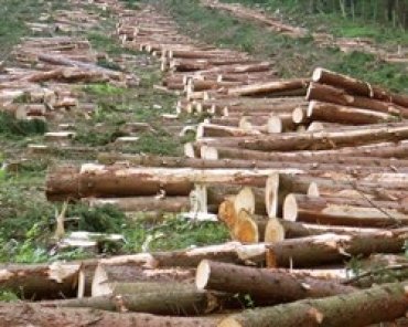 ЕС призвал Украину отменить мораторий на экспорт леса-кругляка