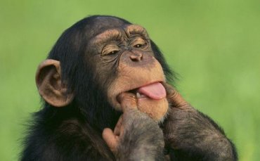Дарвину и не снилось: ученые рассказали о том, что роднит человека и шимпанзе