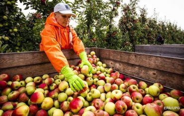 Американцы вывели сорт хрустящих яблок, которые год не портятся