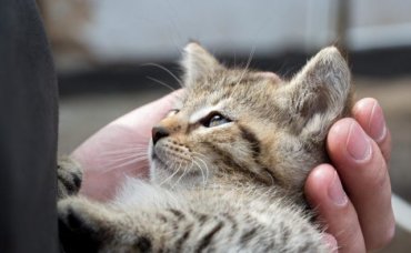 Ученые расшифровали эмоции кошек