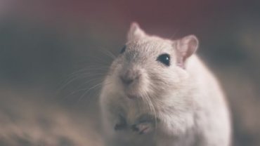 Ученые отправили на МКС 40 мышей