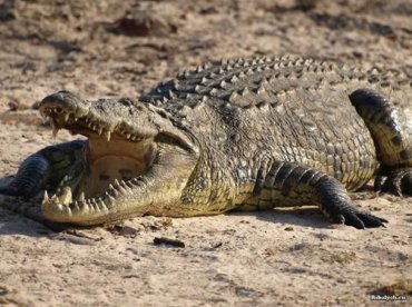 В Индонезии крокодил перекусил рыбака пополам