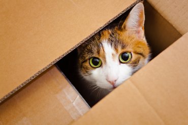 В Великобритании хозяйка случайно отправила по почте своего кота