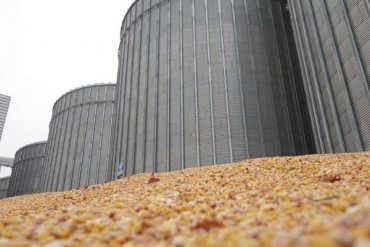 Названы ТОП-5 областей Украины с самой высокой ценой на зерно