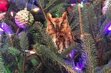 Рождественское чудо: семья нашла на своей праздничной елке сову