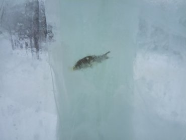 В скульптурах изо льда оказались мертвые рыбы