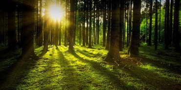 Ученые нашли самый древний лес в мире