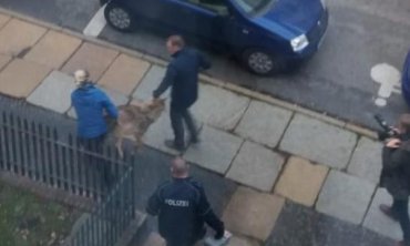 В немецком городе полиция ловила средь бела дня заблудившегося волка