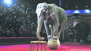 С 2020 года животные исчезнут из цирков
