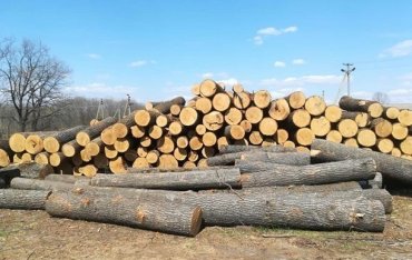 Около трети оборота древесины в Украине является незаконным